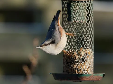Eurasian nuthatch on feeder Foto stock