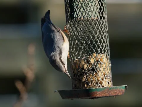 Eurasian nuthatch on feeder Foto stock