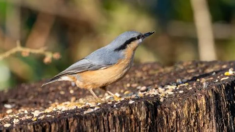 Eurasian nuthatch feeding on a tree stump Stock Photos
