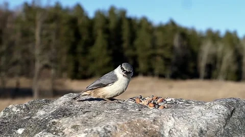 Eurasian nuthatch gets some sunflower seeds from a rock by a meadow Video stock 172263696