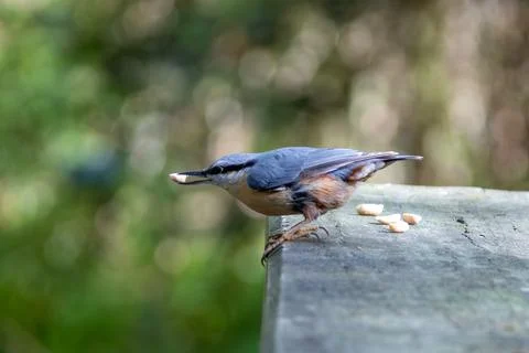 Eurasian nuthatch gripping a peanut kernel on a weathered post Stock Photos