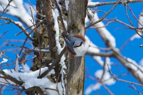 Eurasian nuthatch hangs on a dry tree trunk upside down in a winter forest pa Stock Photos