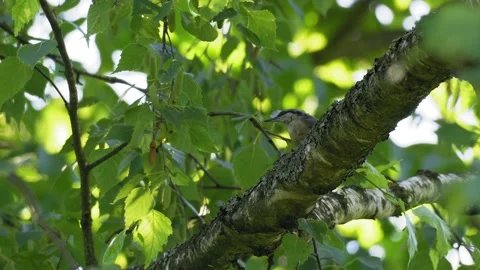 Eurasian Nuthatch Moving Along a Birch Branch in 4K UHD Slow Motion Stock Footage 337228653
