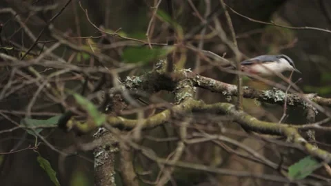 Eurasian nuthatch Moving Fast on Tree Branches Scouting, Tracking Shot Stock Footage 234411204