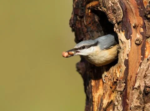 Eurasian Nuthatch with nuts in the beak Stock Photos