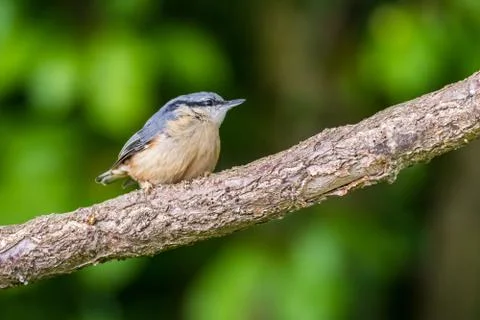 Eurasian nuthatch or Wood nuthatch (Sitta europaea) in the garden Stock Photos