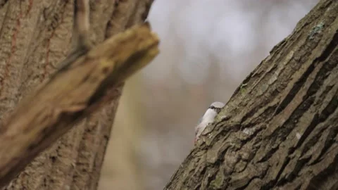 Eurasian Nuthatch Pecking on a Tree Seen From the Side. 動画素材 233963030