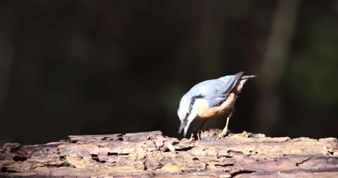 Eurasian Nuthatch perched on a large tree trunk eating larvae from inside Stock Footage 239108653
