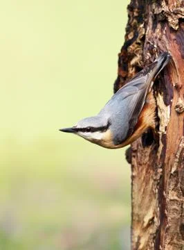 Eurasian nuthatch perched on a tree trunk Stock Photos