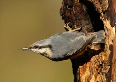 Eurasian Nuthatch perching close to a tree hole Stock Photos