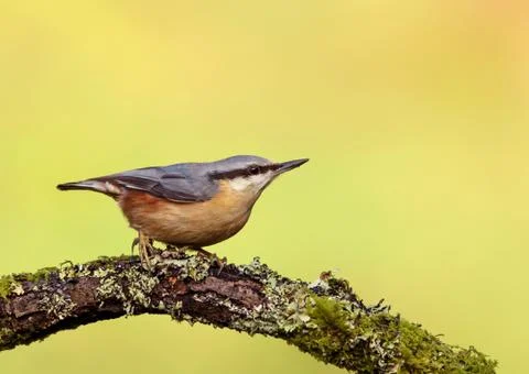 Eurasian Nuthatch perching on a tree branch against green background Stock Photos