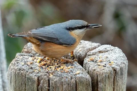 Eurasian nuthatch Stock Photos