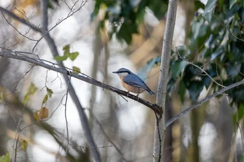 Eurasian nuthatch resting on a bare branch on a winter day Stock Photos