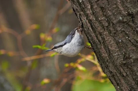 Eurasian nuthatch sits on a tree trunk in its famous stand (in a spring fores Stock Photos