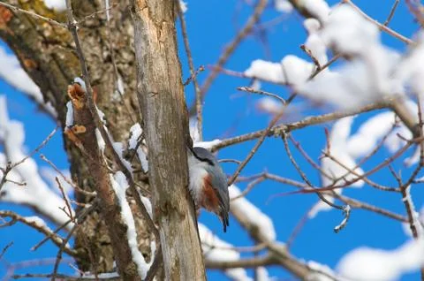 Eurasian nuthatch sits on a tree trunk in hunting pose in the winter forest p Foto stock
