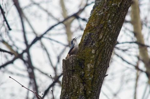 Eurasian nuthatch sits on a tree trunk and sings a spring song in the forest  Stock Photos