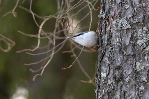 Eurasian Nuthatch sitting on Tree Stock Photos