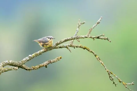 A Eurasian Nuthatch sitting on a tree Stock Photos