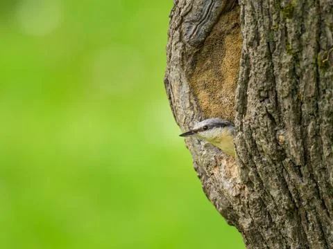 A Eurasian Nuthatch sitting on a tree Stock Photos