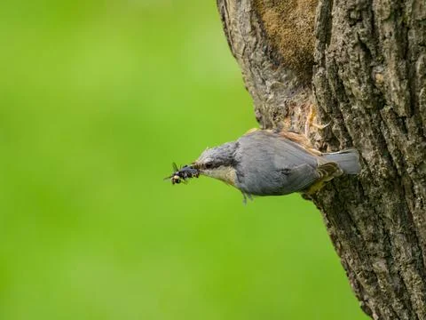 A Eurasian Nuthatch sitting on a tree Stock Photos