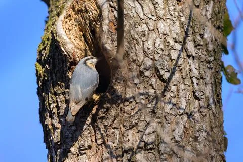 A Eurasian Nuthatch sitting on a tree Stock Photos