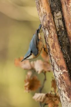 Eurasian nuthatch sitting on tree trunk in forest with clear bokeh background Stock Photos