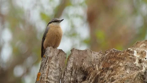 Eurasian nuthatch, Spain Stock Footage 234457108