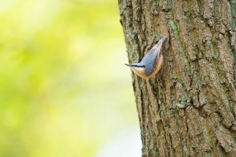 Eurasian nuthatch in tree Foto stock