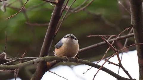 Eurasian nuthatch on the twig Stock Footage 122996632
