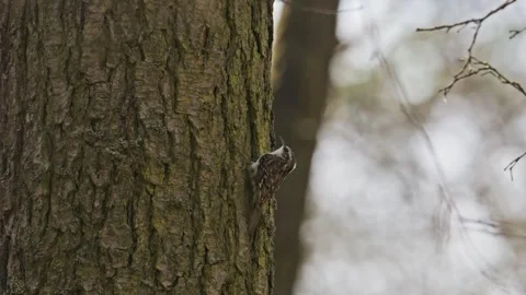 Eurasian or common treecreeper (Certhia familiaris) bird on a tree stem Stock-Footage 339078622
