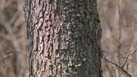 Eurasian or common treecreeper (Certhia familiaris) bird on a tree stem Vídeo Stock 341080178