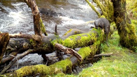 Eurasian Otter Behaviour Using Fallen Tree as Latrine Stock-Footage 182605207