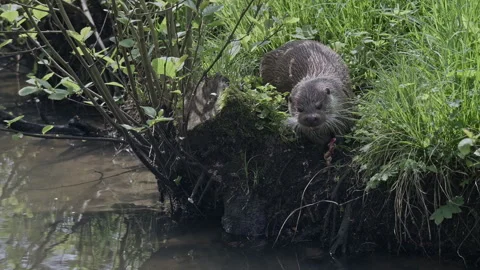 Eurasian otter devouring its prey and diving Stock Footage 273495748