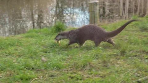Eurasian otter feeding on chick Stock Footage 242027121