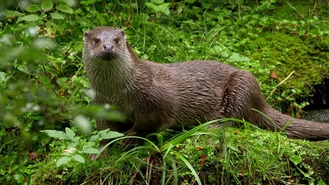 Eurasian otter (Lutra lutra) calling for mate Stock Footage
