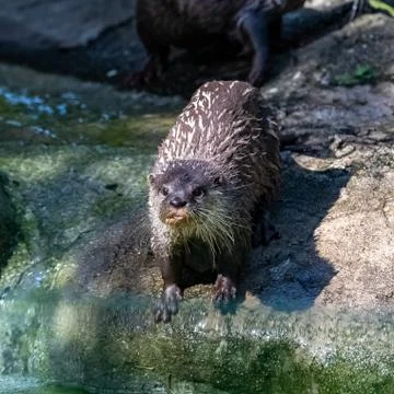 Eurasian otter Stock Photos