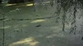 Eurasian otter swimming in pond under tree shadow covered with common duckweed 4k or 4k+ Resolution
