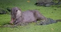 Eurasian otter very close up sitting on a rock in a pond eating meat 4k or 4k+ Resolution