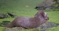 Eurasian otter very close up sitting on a rock in a pond eating meat 4k or 4k+ Resolution