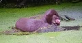 Eurasian otter very close up sitting on a rock in a pond eating meat 4k or 4k+ Resolution