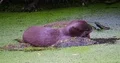 Eurasian otter very close up sitting on a rock in a pond eating meat 4k or 4k+ Resolution