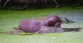 Eurasian otter very close up sitting on a rock in a pond eating meat 4k or 4k+ Resolution
