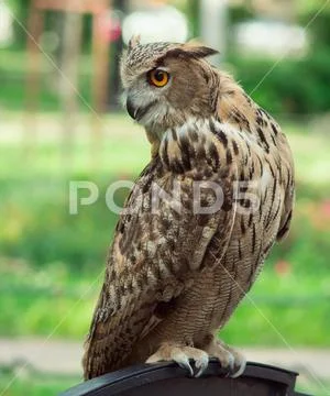 Eurasian owl shows aggression Stock Photos