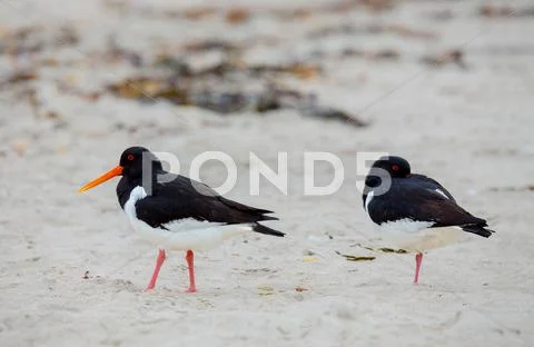 Eurasian oystercatcher (Haematopus ostralegus) Stock Photos