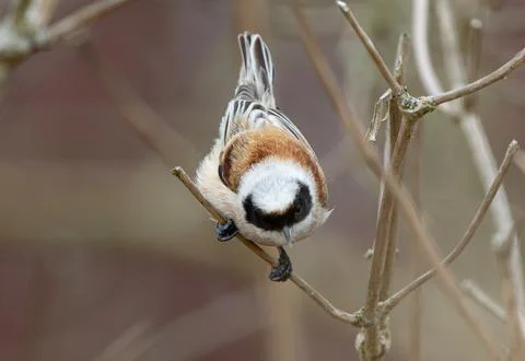 Eurasian Penduline Tit Bird Stock Photos