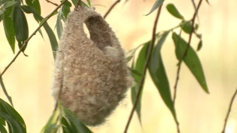 Eurasian penduline tit Stock Footage 79214802