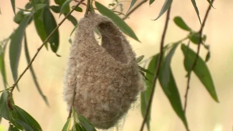 Eurasian penduline tit Stock Footage 79214809