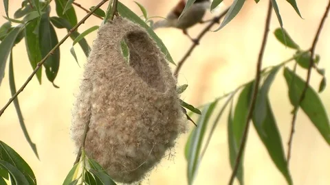 Eurasian penduline tit Stock Footage 79214857