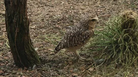 Eurasian pygmy owl Stock Footage 11146541