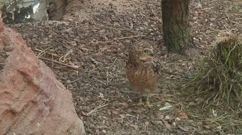 Eurasian pygmy owl Stock Footage 11150751
